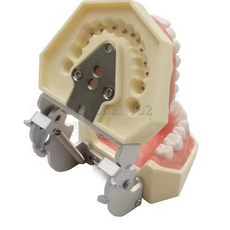 Standard Tooth Model Clinic Use High Quality Human Teeth Teaching Model