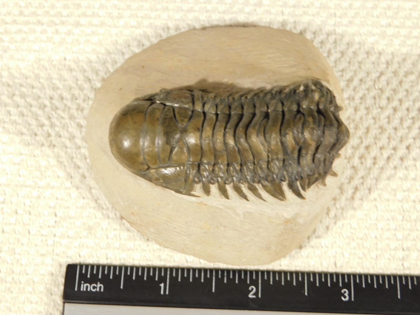 Larger! Crotalocephalina TRILOBITE Fossil 100% Natural Morocco 225gr