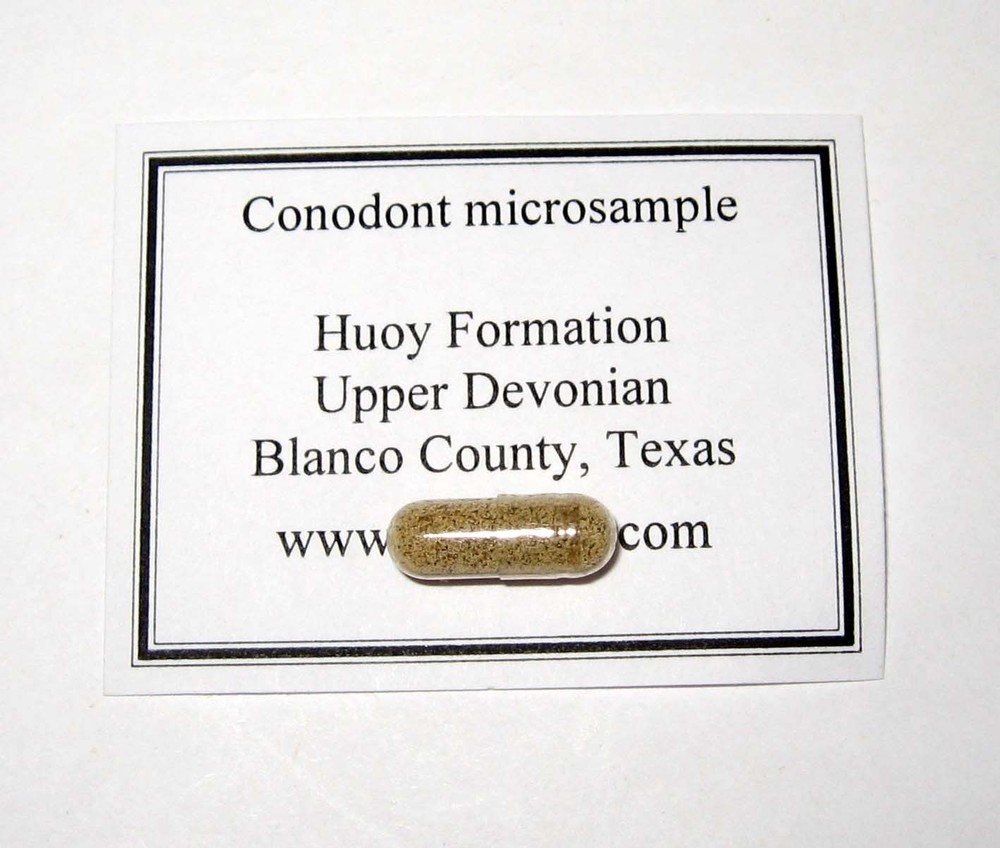 Devonian Conodont microfossil matrix sample LOWER Beechwood Limestone rich