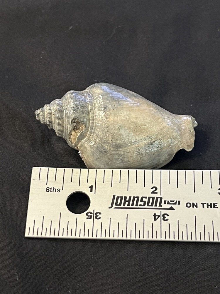 RARE Fossilized FIGHTING CONCH, Pliocene Era.