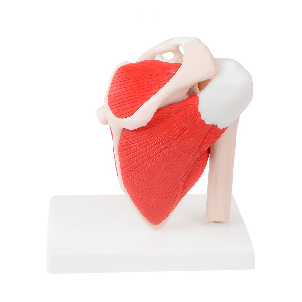 Human Skeleton Shoulder Scapula Clavicle Muscle Model Functional Joint US Stock