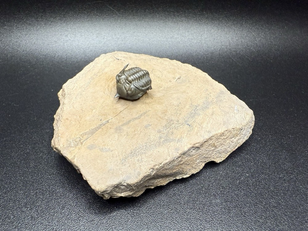 Pseudocryphaeus Trilobite - Top Preservation and Prepped