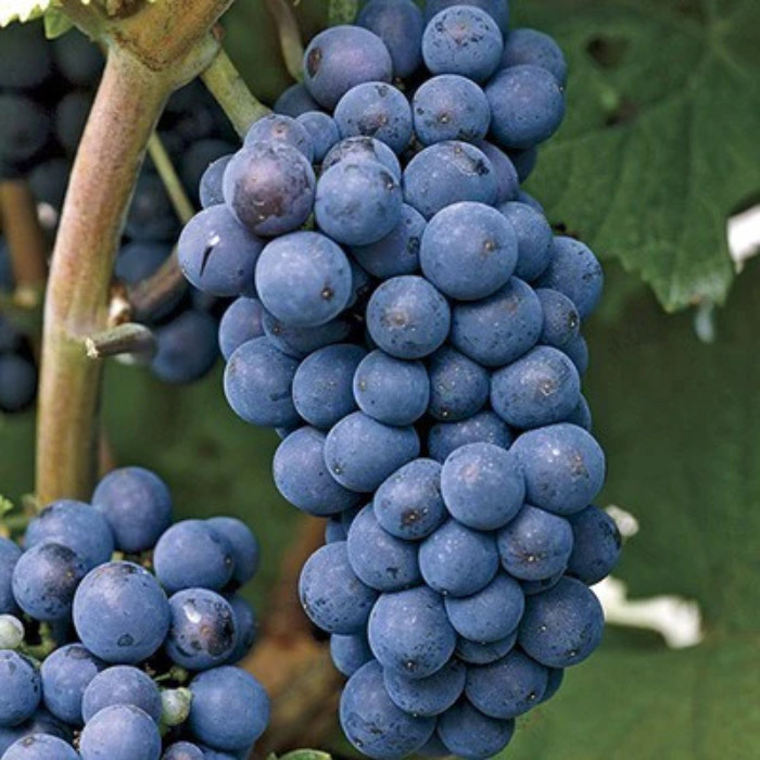 Concord Seedless Grape Vine - Bareroot Hardy American Table Grape