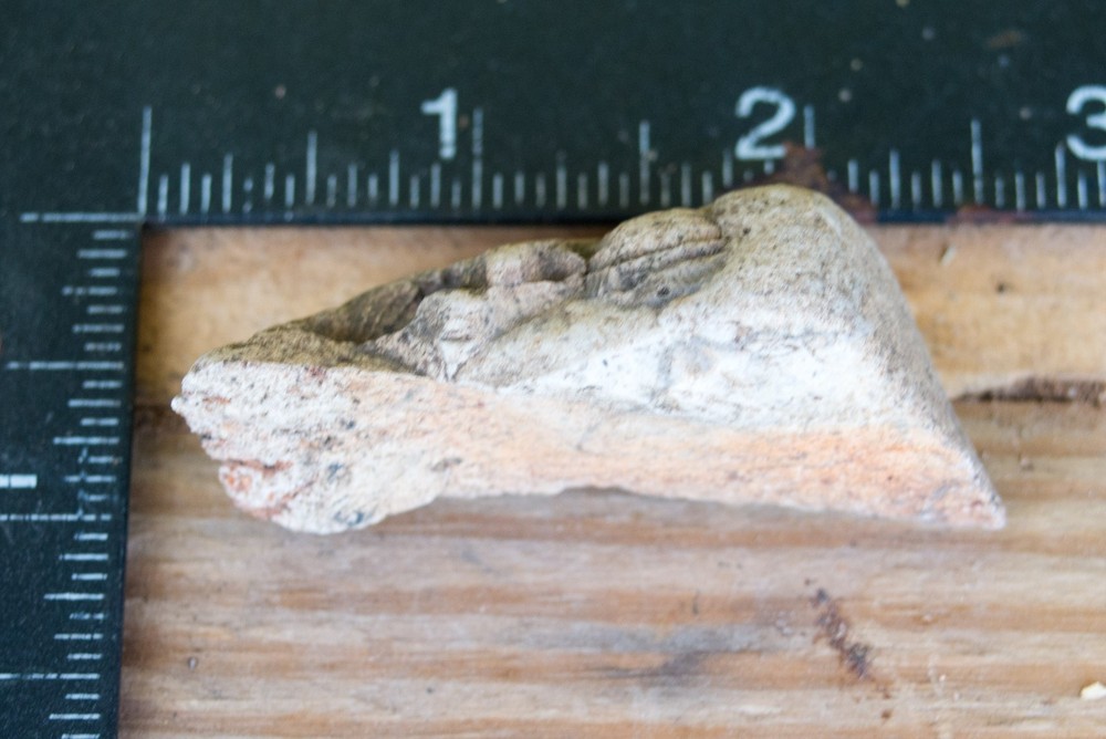 NE Oklahoma Fossil