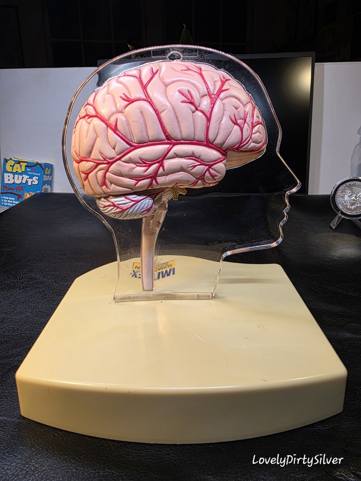 Horror 2002 3D Brain Neuroanatomical Medicine Promo ~ Doctor's Display