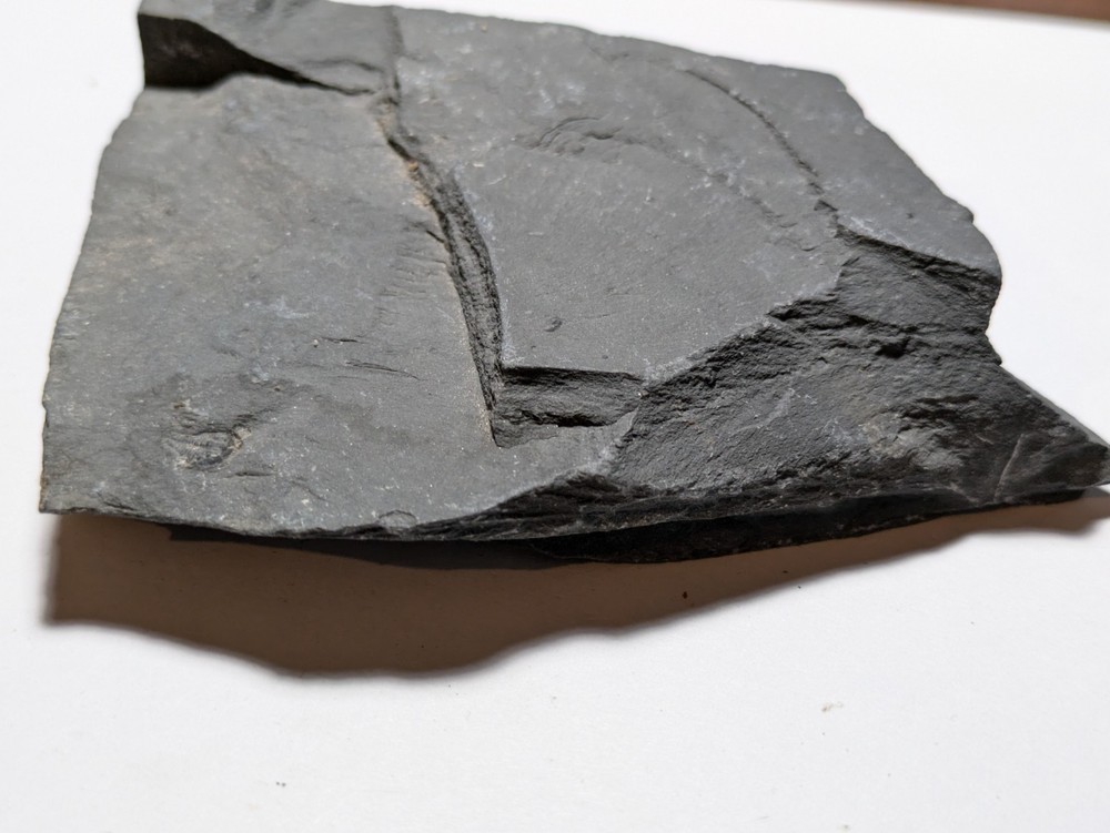 Fossilized Trilobite