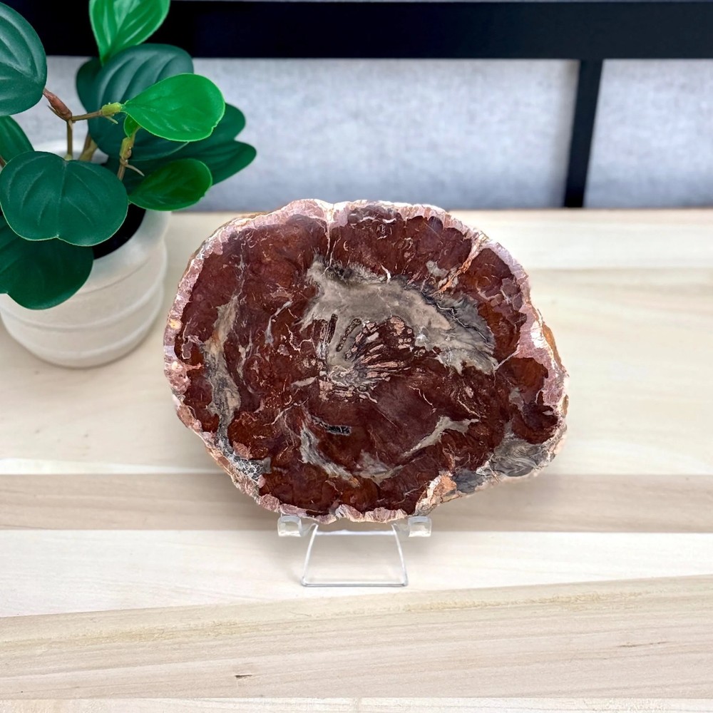 Petrified Wood Slab B