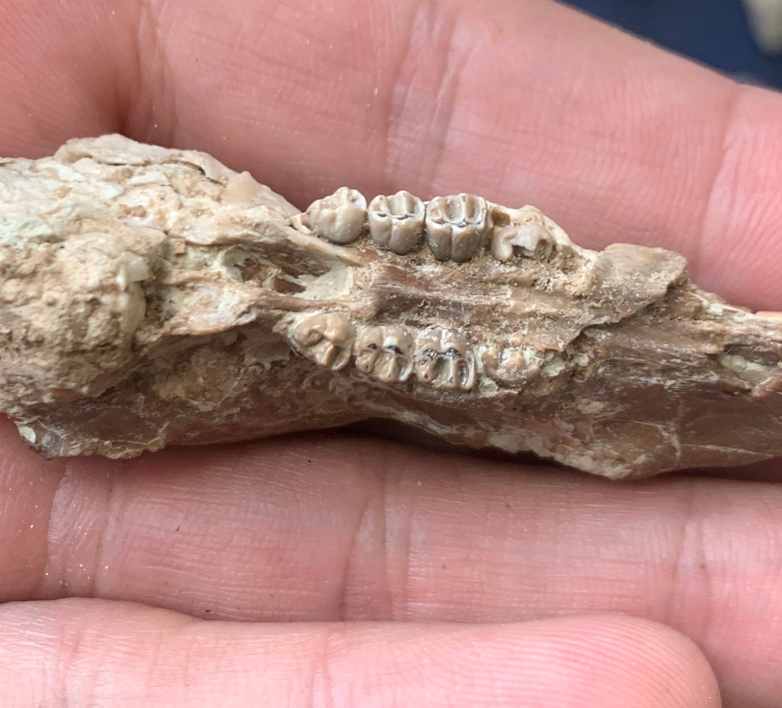 Fossil squirrel skull, Ischyromys, White river badlands, Nebraska