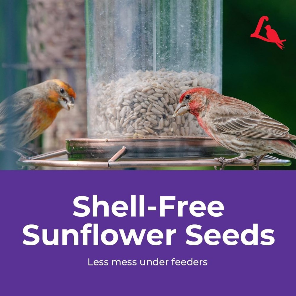 Sunflower Kernels Wild Bird Seed for Outside 80 fl oz