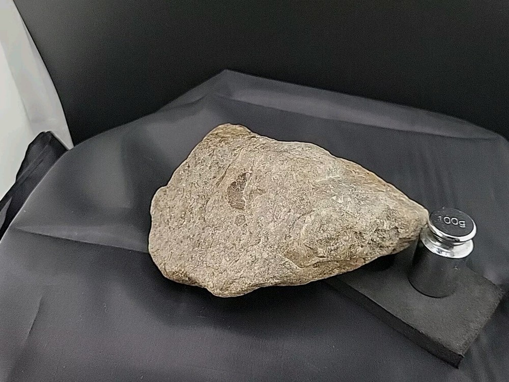 fossilized clam shell
