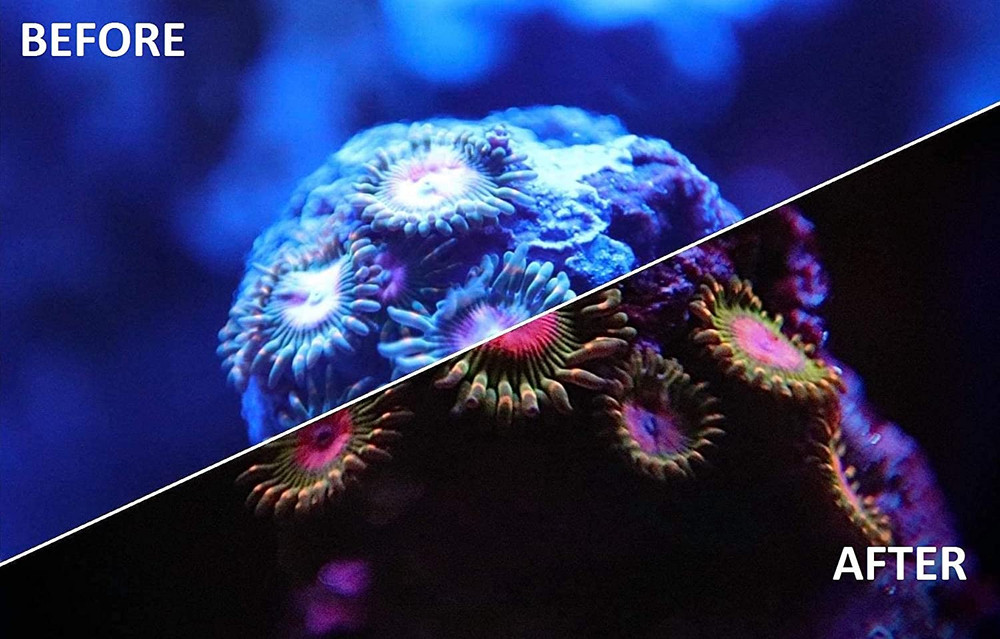 UV Coral Viewing Glasses