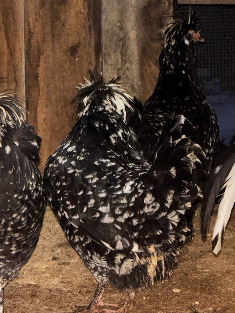 🥚 6+ Extremely Rare pure bred Mottled Houdan Hatching Eggs