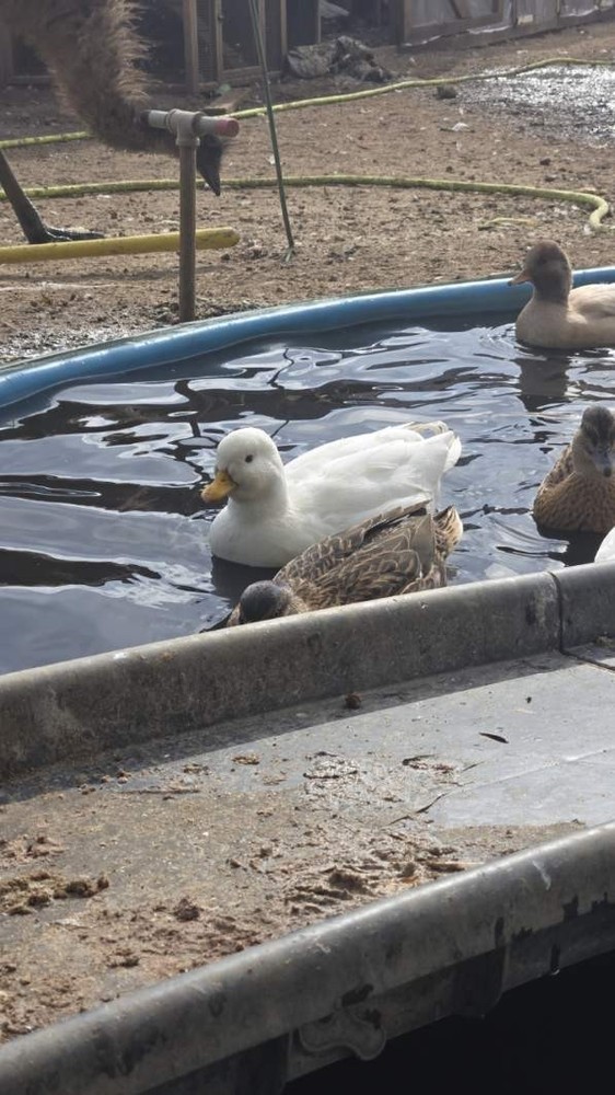 6 + Show Quality Call Duck Hatching Eggs