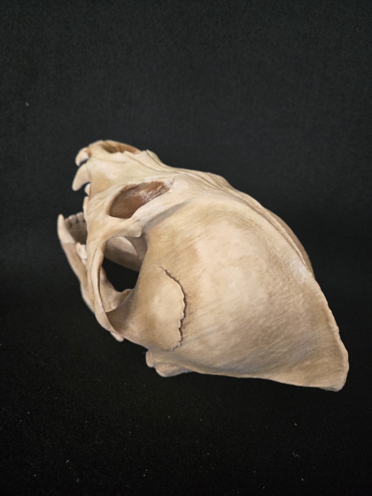 Werewolf Skull Realistic "Large" With Stand