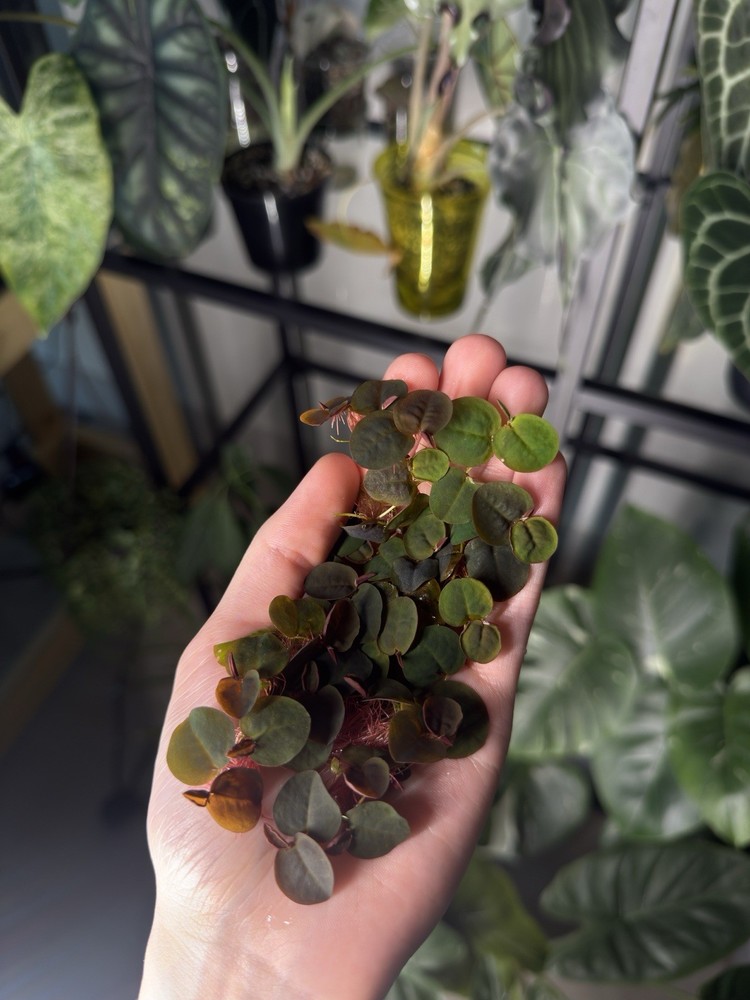 Red Root Floaters Live Floating Plants