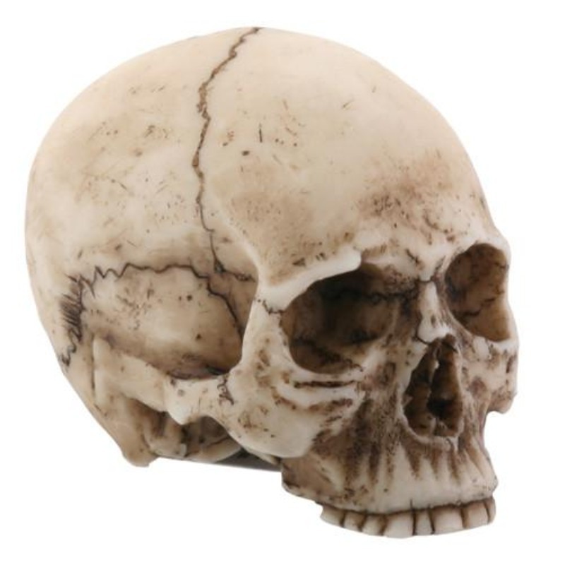 PT Small Skull Head Decoration