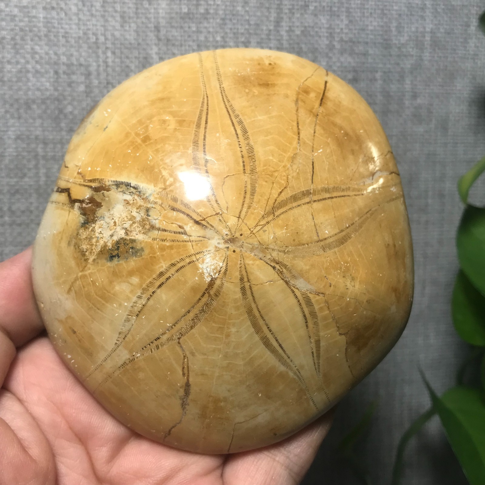 226g Starfish Crystal Specimen 01