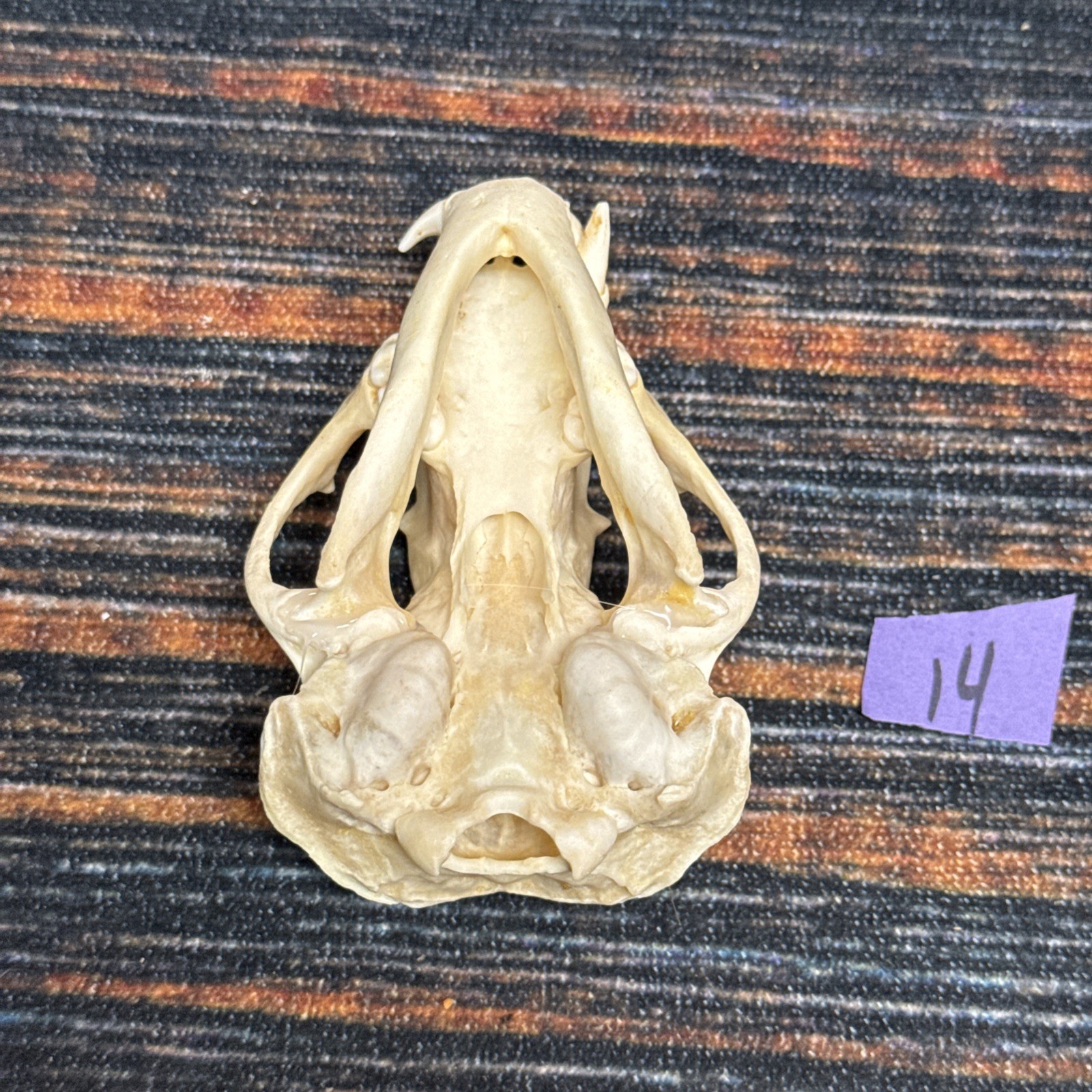 Real XL Badger Skull Unique Gift Halloween Craft Animal Mount Art Model Head Odd