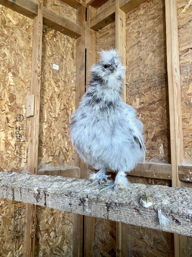 12 Purebred Bearded Silkie Hatching Eggs