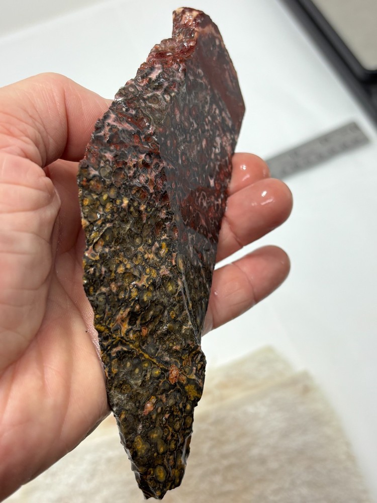 Orbicular Leopard Skin Jasper Slab Lapidary Cabbing Combo Ship Avail
