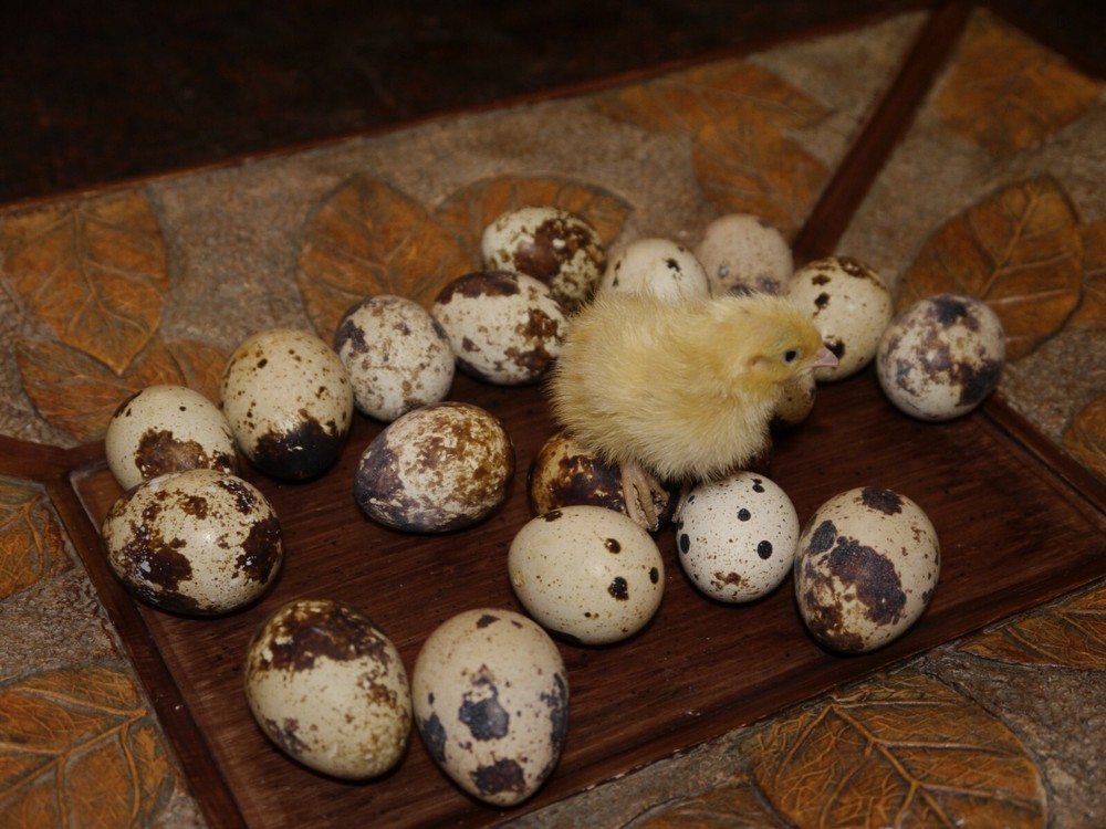 30 Jumbo white coturnix hatching eggs HEATED SHIPPING
