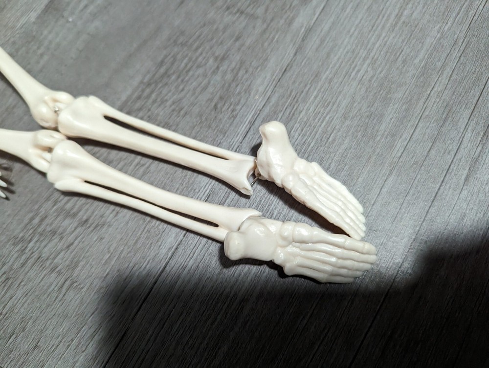 READ 16" Anatomical Miniature Skeleton Model Figure Halloween Prop