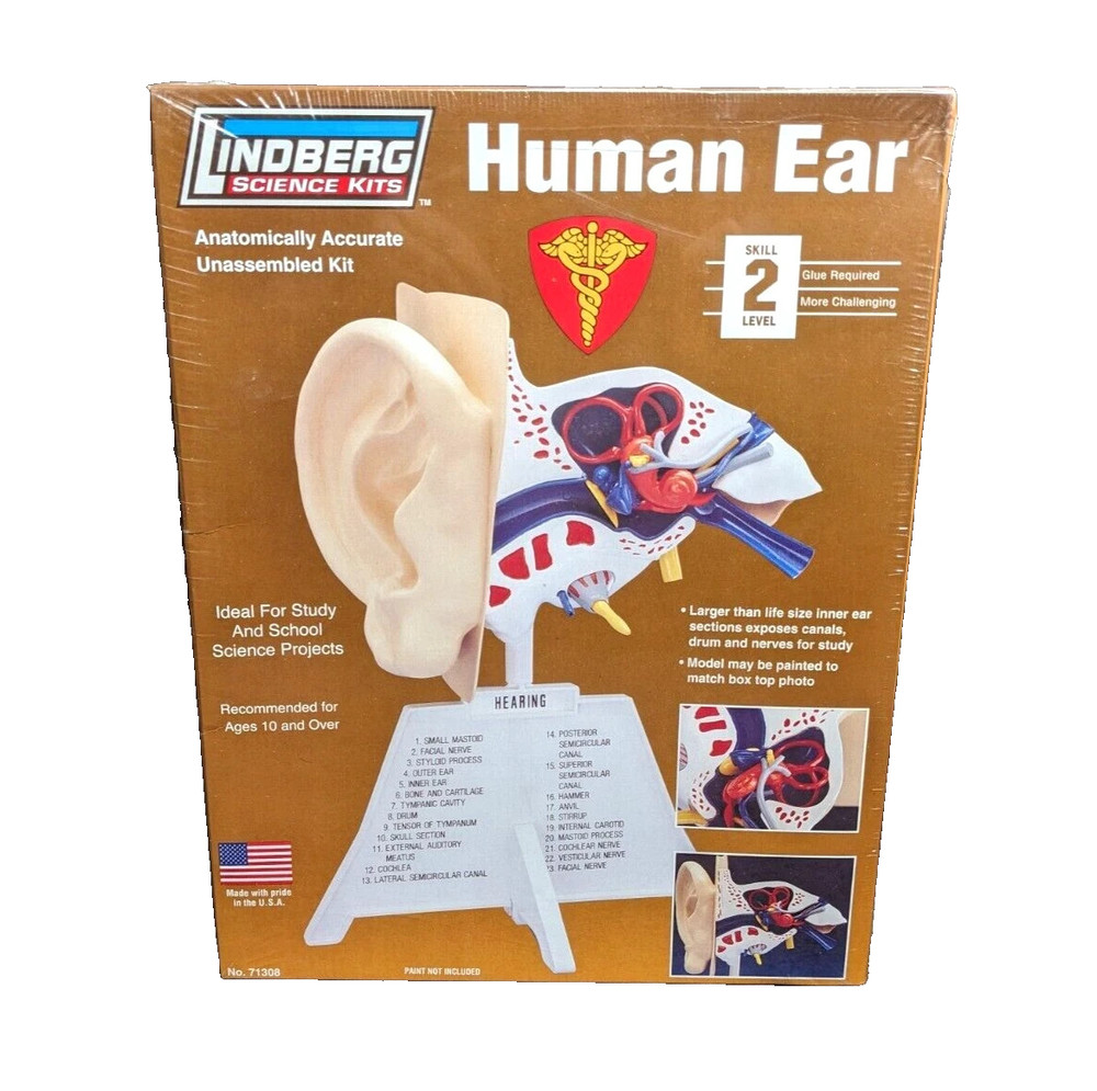 Lindberg Science Kit Human Ear Model Anatomically Accurate #71308
