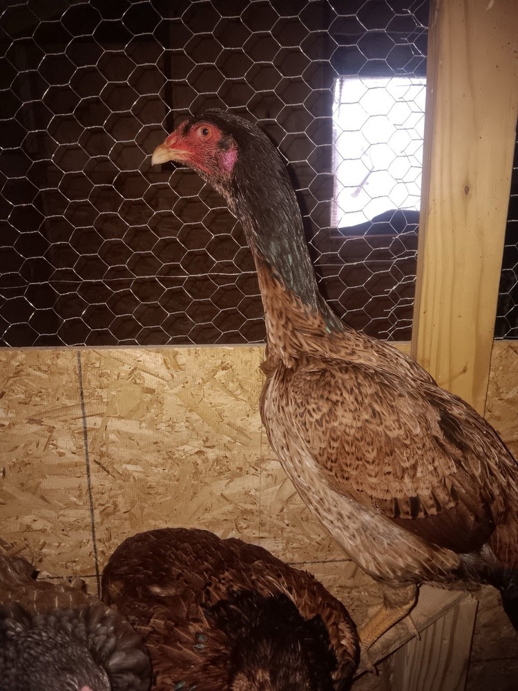 Indio gigante hatching eggs “6+”eggs