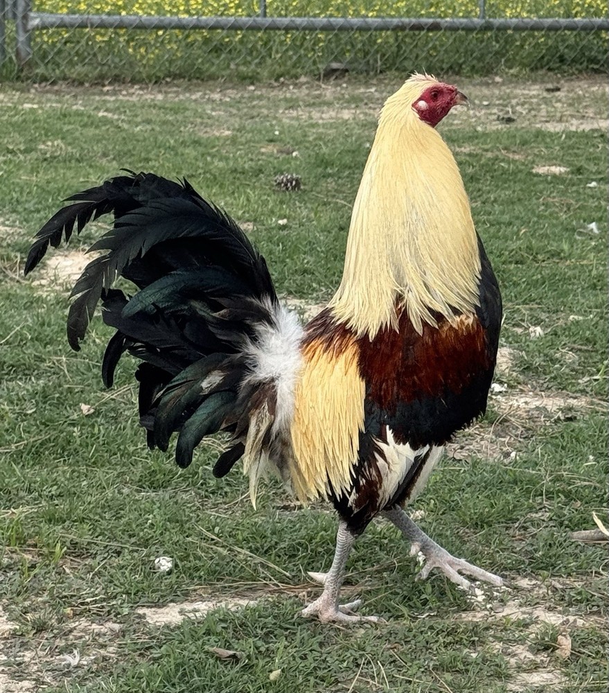 chicken hatching egg