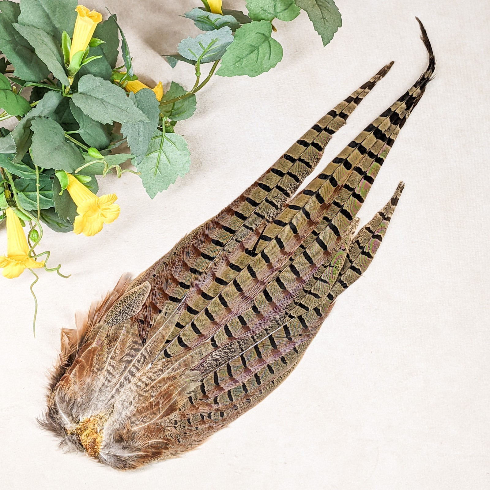 16+" RINGNECK PHEASANT Tail clump bird crafts feather Taxidermy Oddity Curiosity