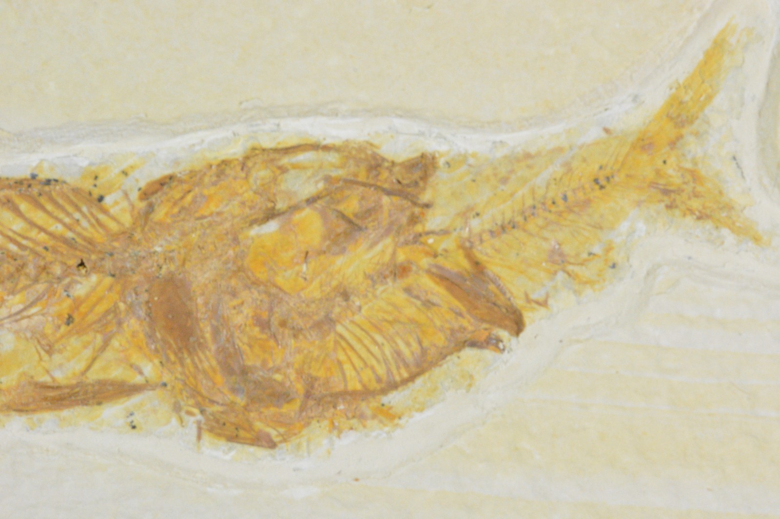 Mioplosus Aspiration, Fossil Fish, Green River Formation, Wyoming