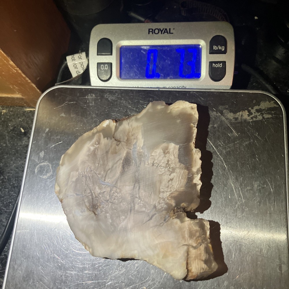 Petrified Wood Slab