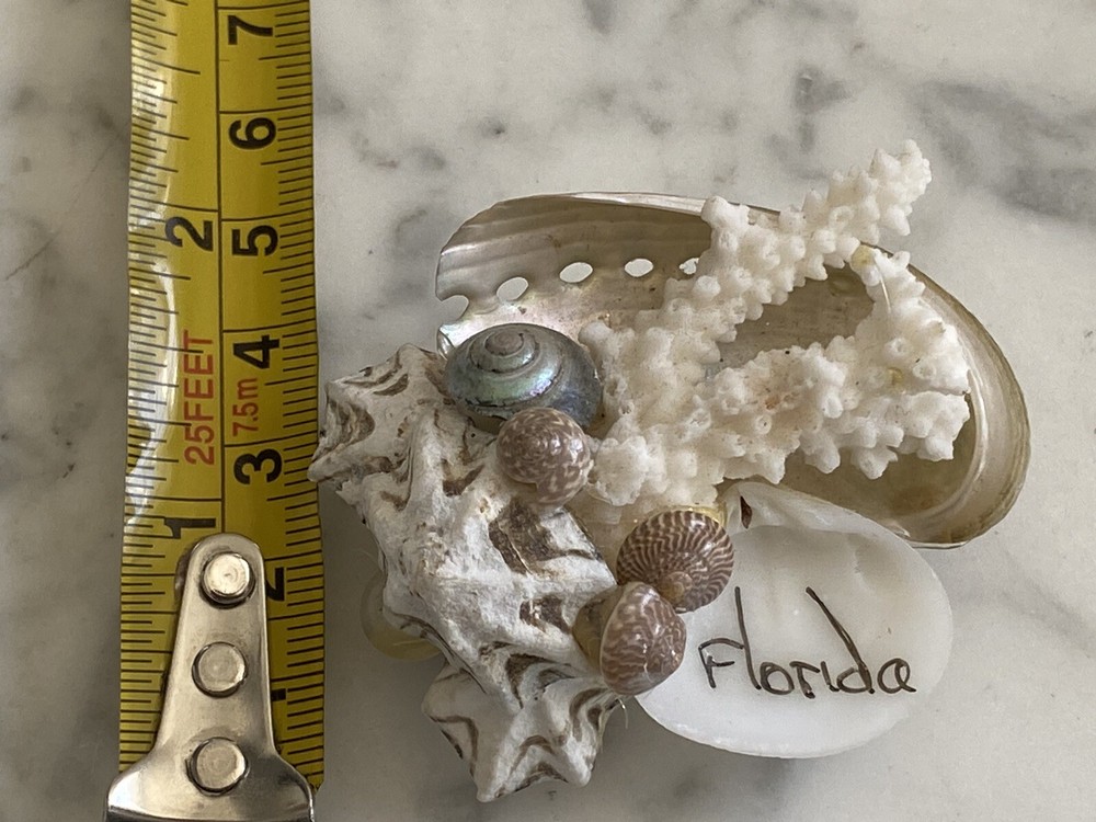 Florida Beach magnet coral shells seashell Sea Shell
