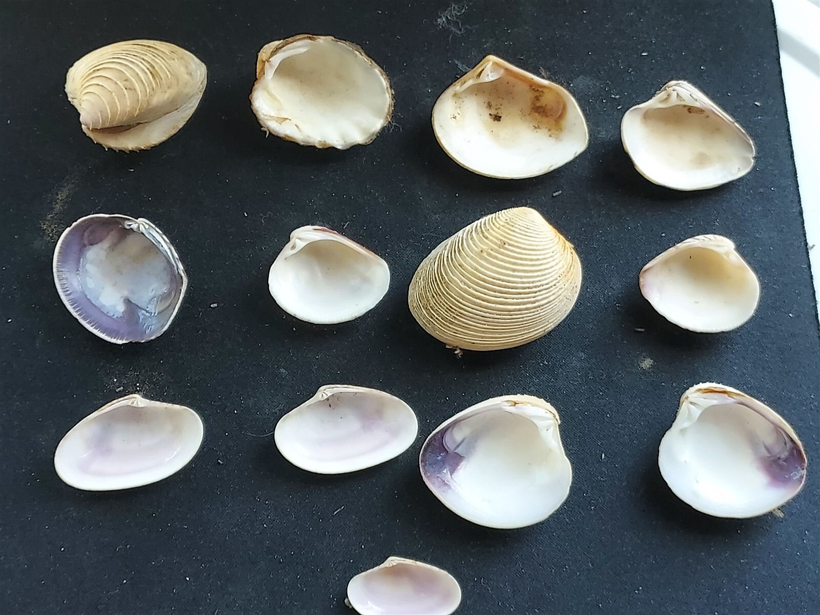#Q200 Nice mix of all different, attractive, approx. 22-44mm Clam shells