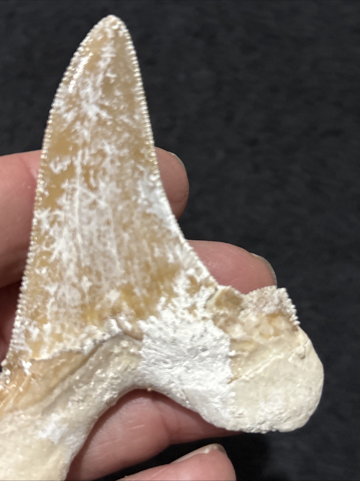 Paleocarcharodon Very Large 3 + Inches Minor Damage To Root. Needs Cleaning