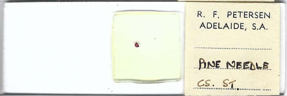 Pine Needle c.s. Microscope Slide by R. F. Petersen