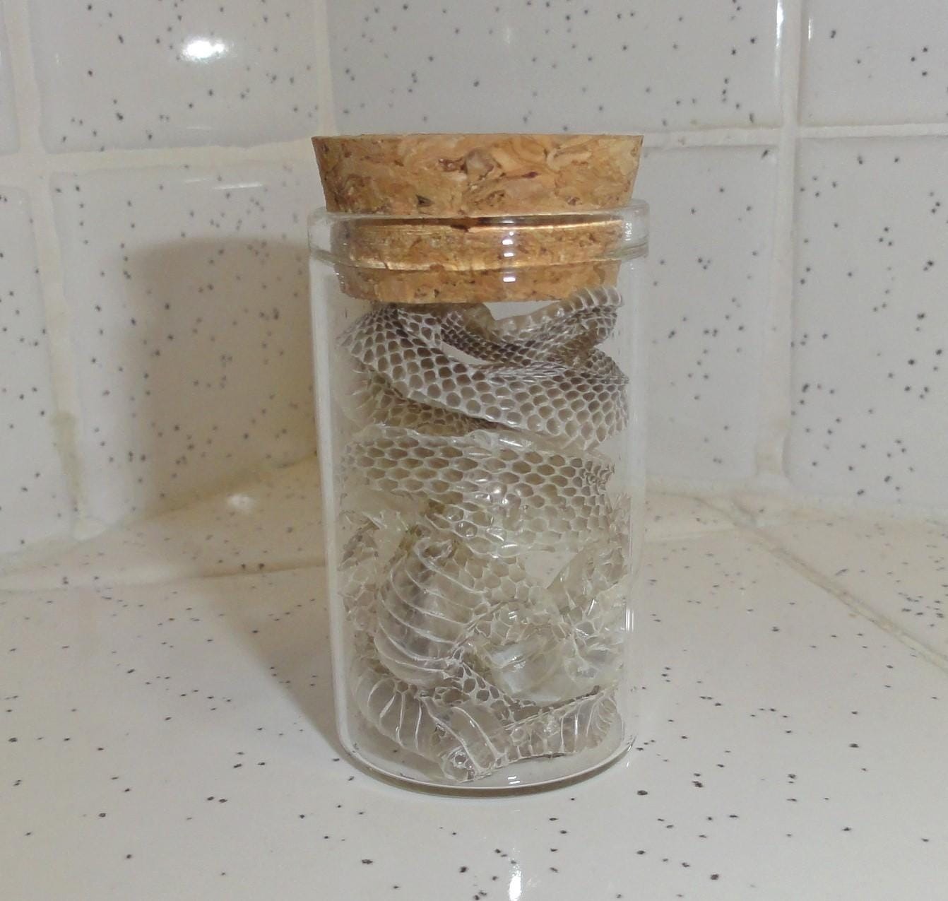 Snake Skin Small Oddity Jar curiosity glass vial reptile goth nature art
