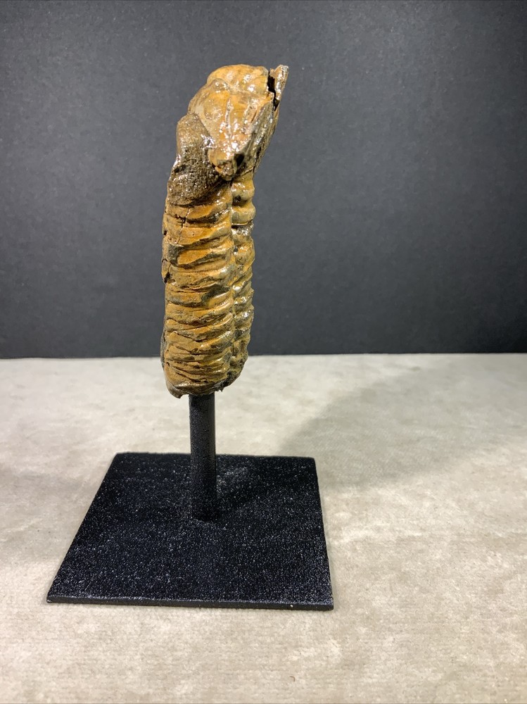 Trilobite Fossil on Stand