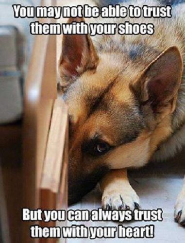 German Shepherd refrigerator magnet 3 1/2 x 3 1/2