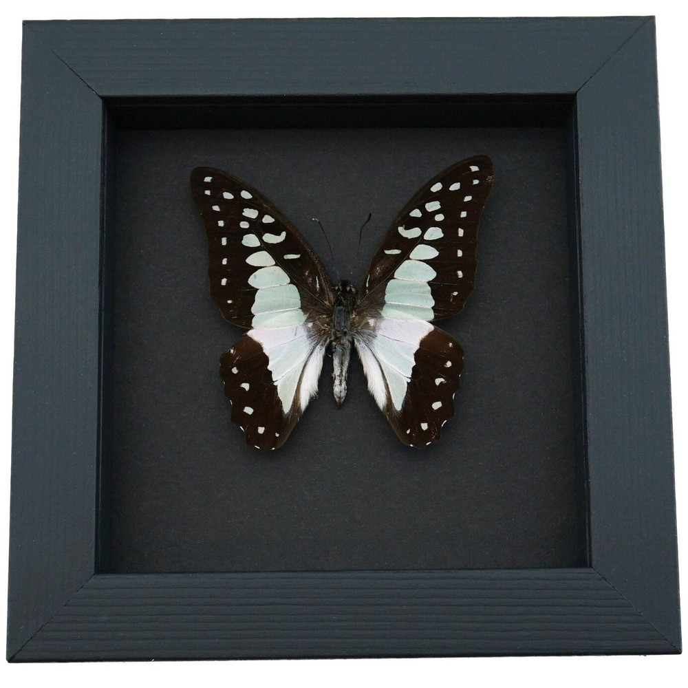 Real Framed Pale Green Triangle Butterfly Graphium eurypylus lycaonides