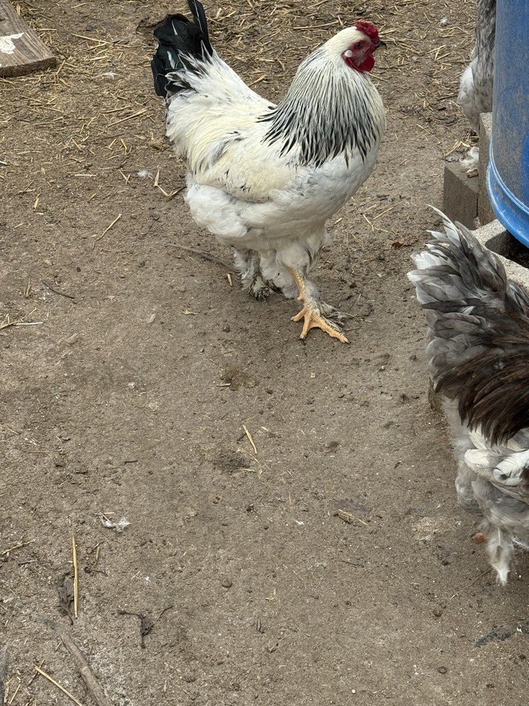 brahma hatching eggs chicken