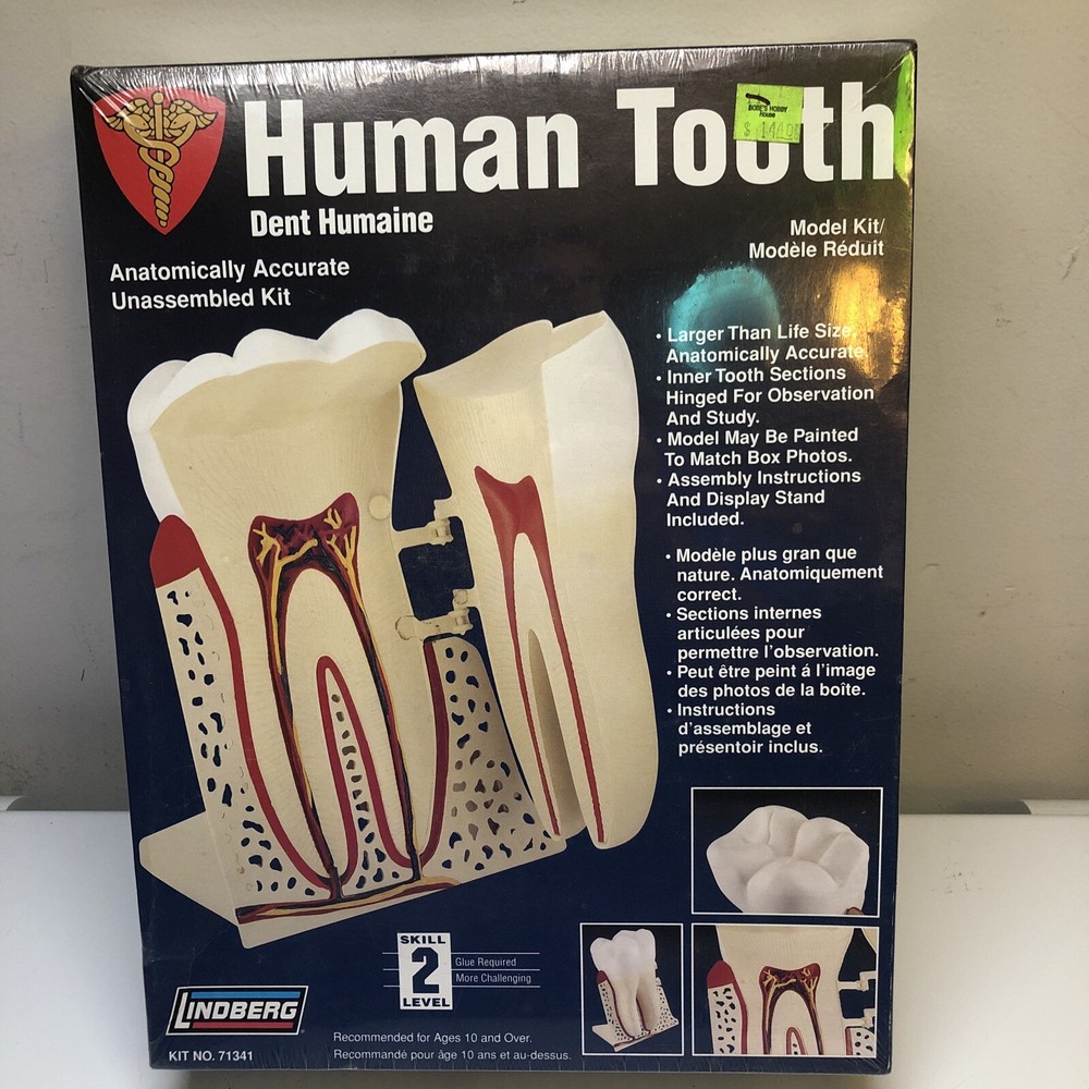 Lindberg science kit The Human Tooth model kit