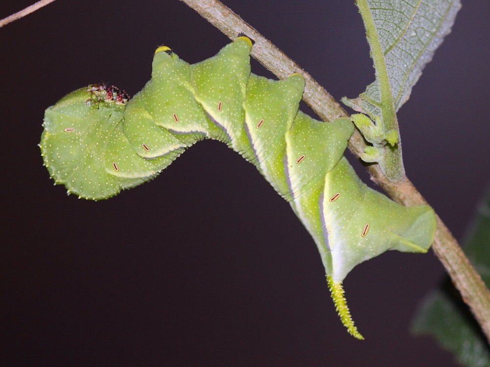 FARM RAISED RUSTIC SPHINX MOTH - Manduca rustica - So Florida