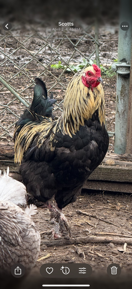 chicken hatching eggs barnyard mix