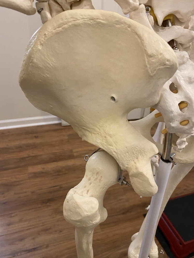Fred The Flexible Skeleton Anatomical Model