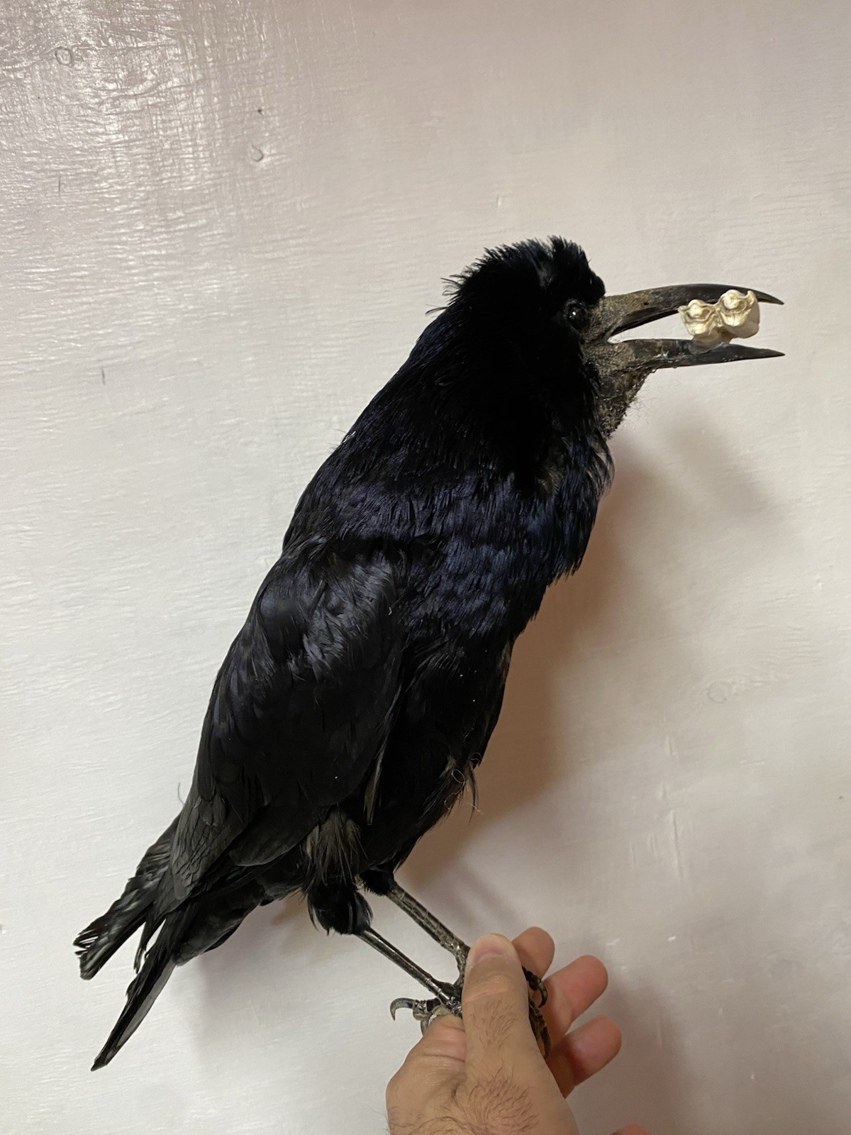 taxidermy ROOK Bird