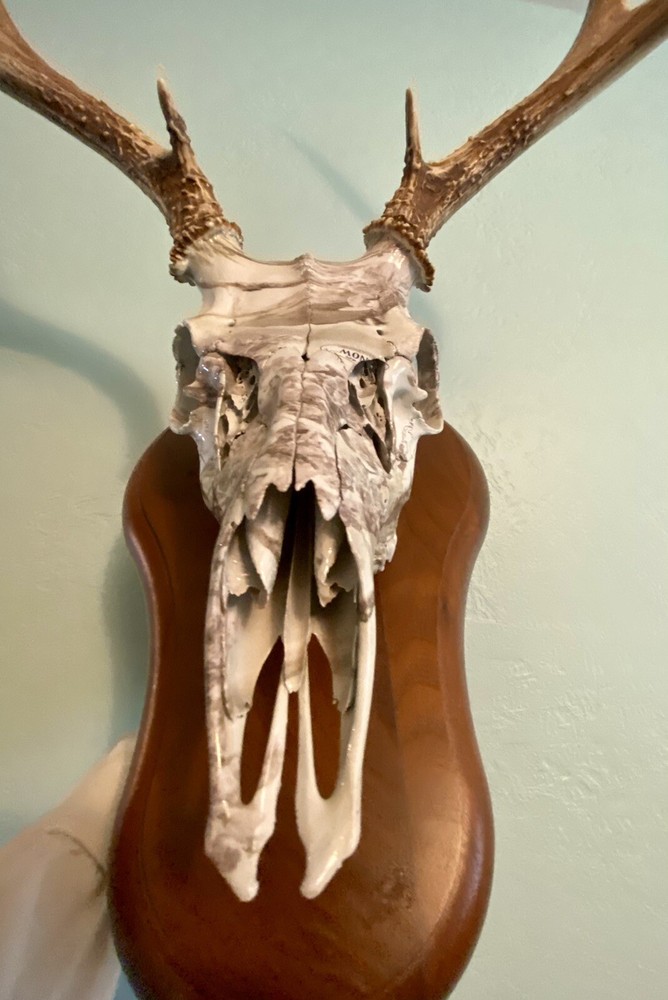 European Mule Deer 3 Point Wall Mount