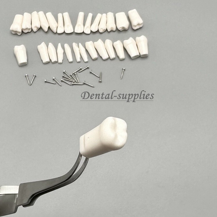 Dental Study Teeth Models Technician Practice Preparation Removable Tooth Nissin