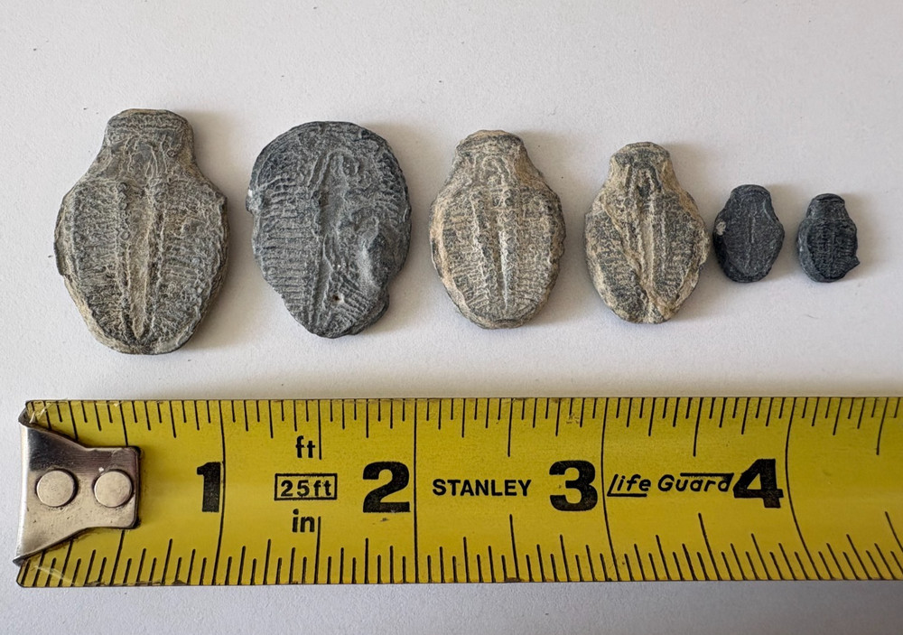 Trilobite Fossil Set