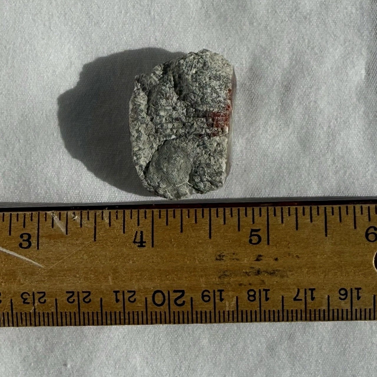 ~28 grs Polished Red Horn Coral Riley's Canyon, Utah Fossil Rugosa / display cab